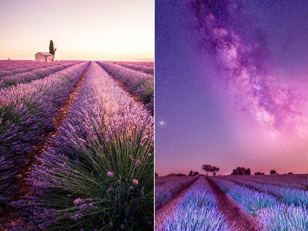 lavanda francia brihuega