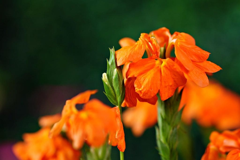 Crossandra