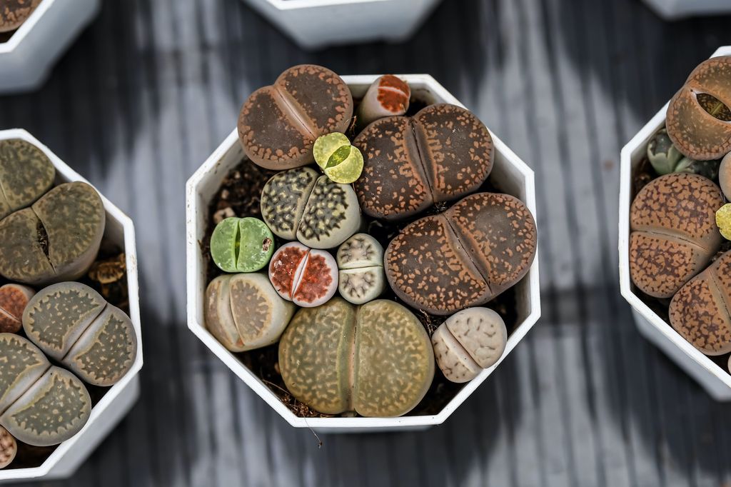 Lithops o piedras vivas