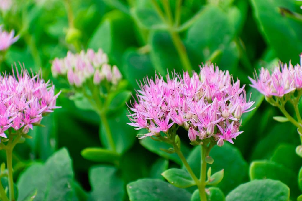 Sedum Spectabile 