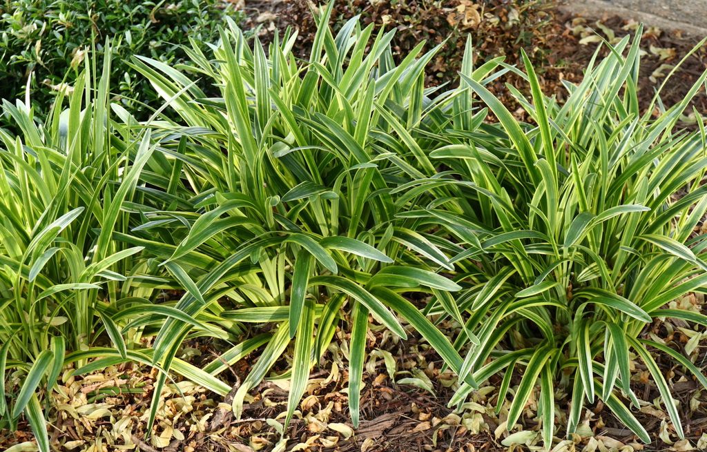 Liriope muscari variegata