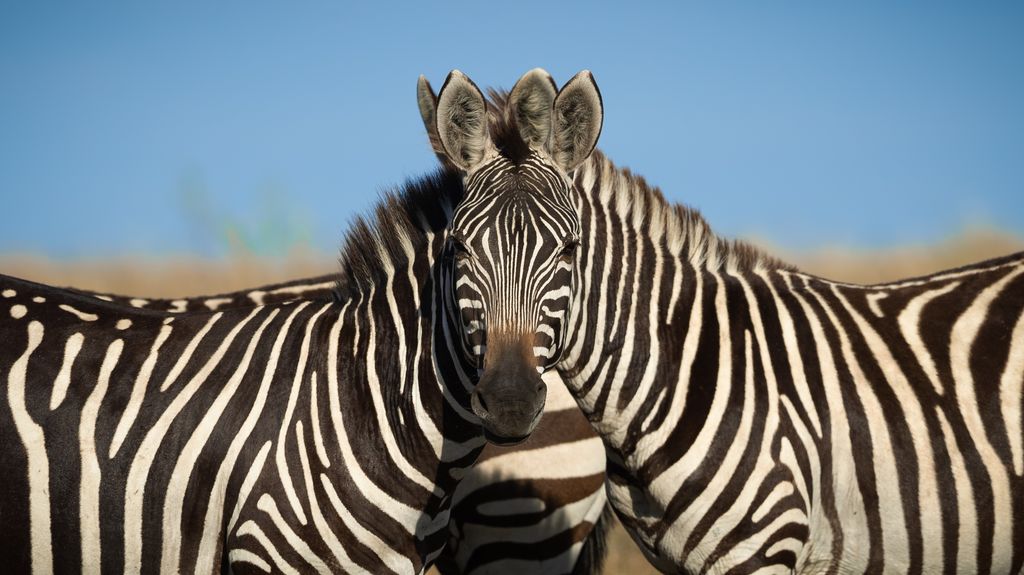 Wait! Which zebra is in front?