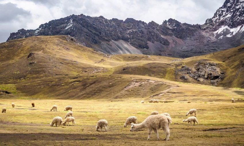 Alpacas salvajes pastando en el camino.