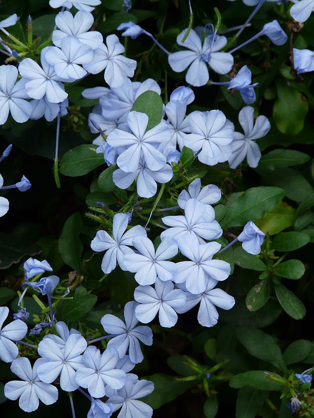 cuidados plumbago 7