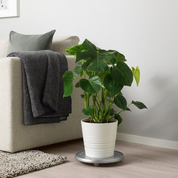 planta interior monstera