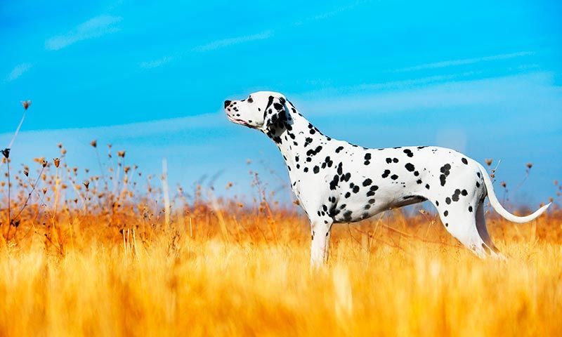 razas de perro en el cine husky dalmata