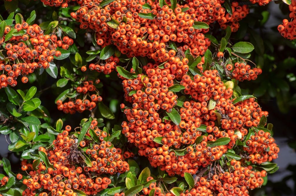 Pyracantha coccinea 