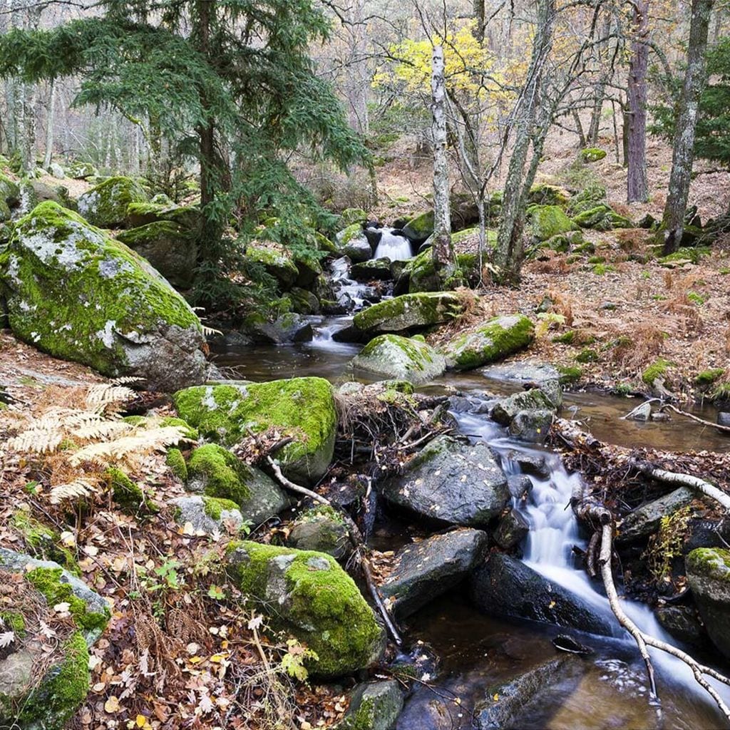 abedular de canencia y bosque de la herrer a de el escorial madrid 