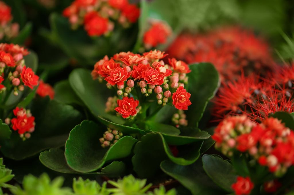 Kalanchoe