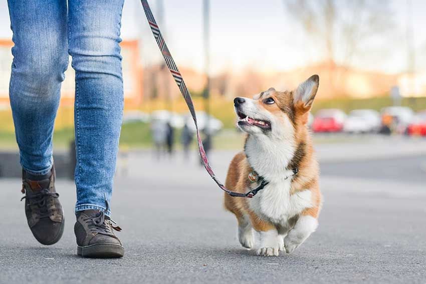 09 razas de perro mejores para vivir solo