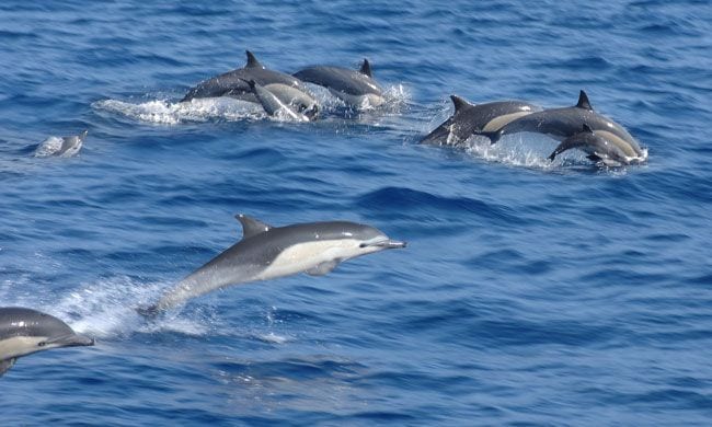 delfines