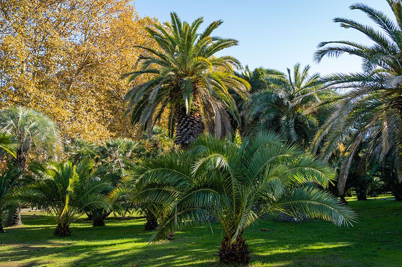 plantas jardin piscina 4