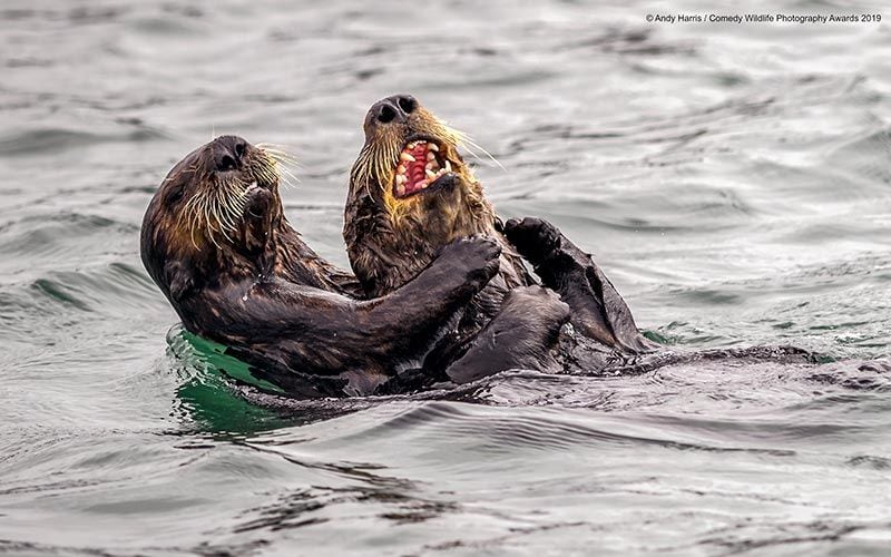 andy harrissea otter tickle fight00000064