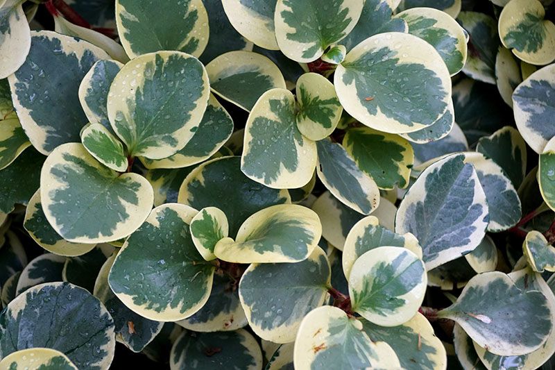 peperomia planta 8