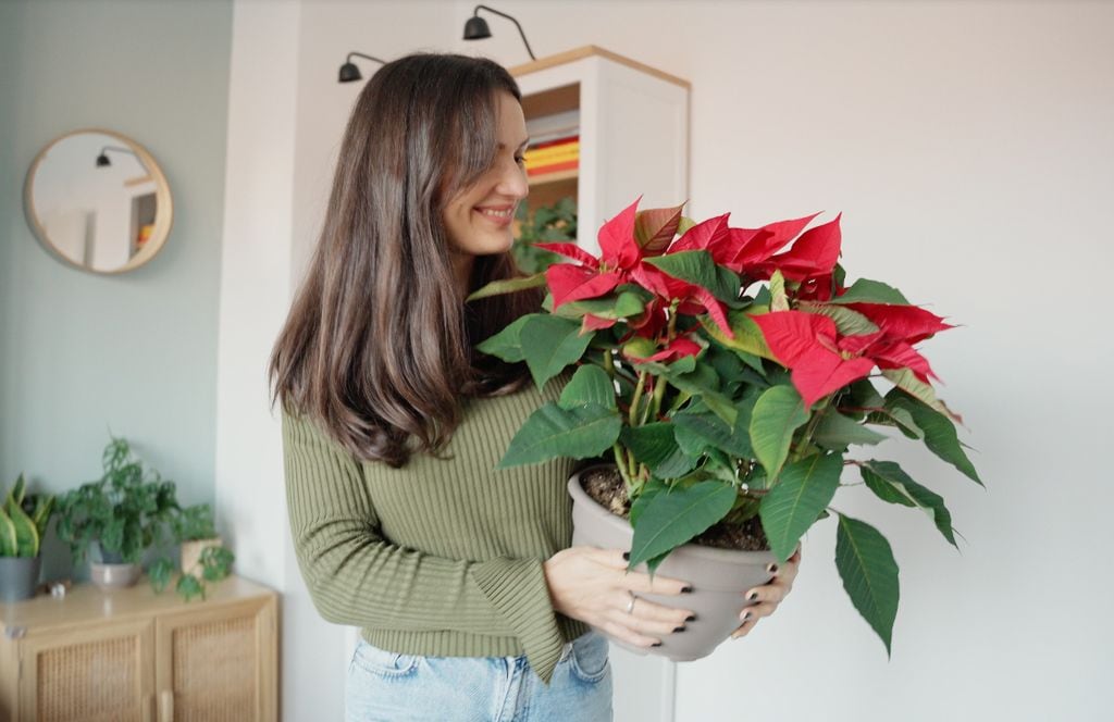 Flor de Pascua roja