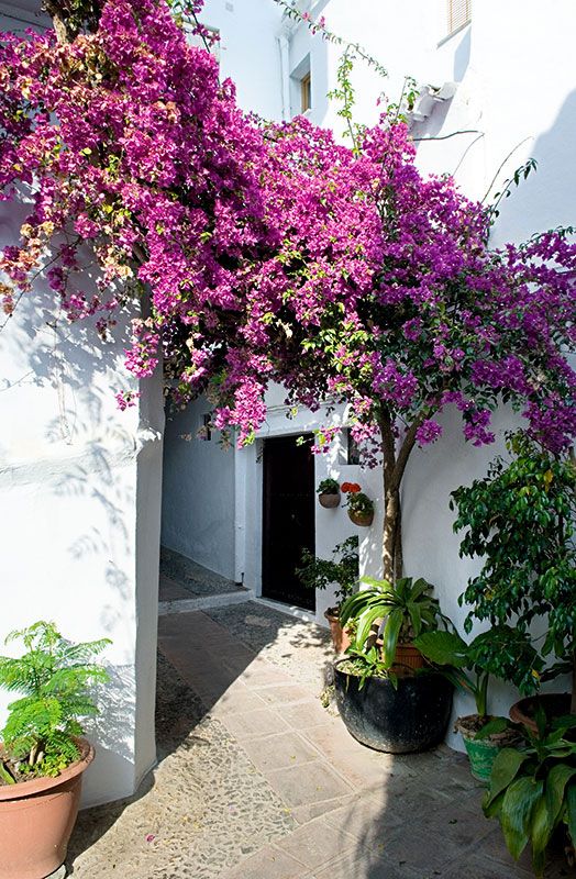 Frigiliana-malaga-flores-calles