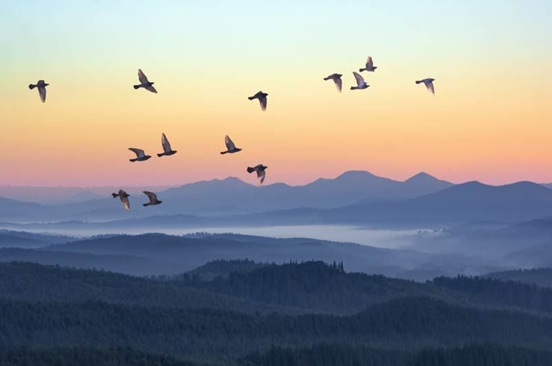 palomas volando