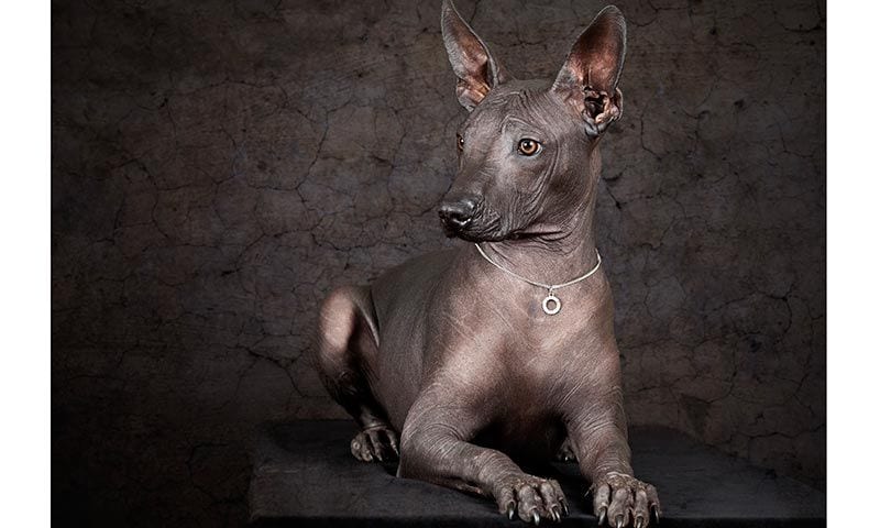 xoloitzcuintle