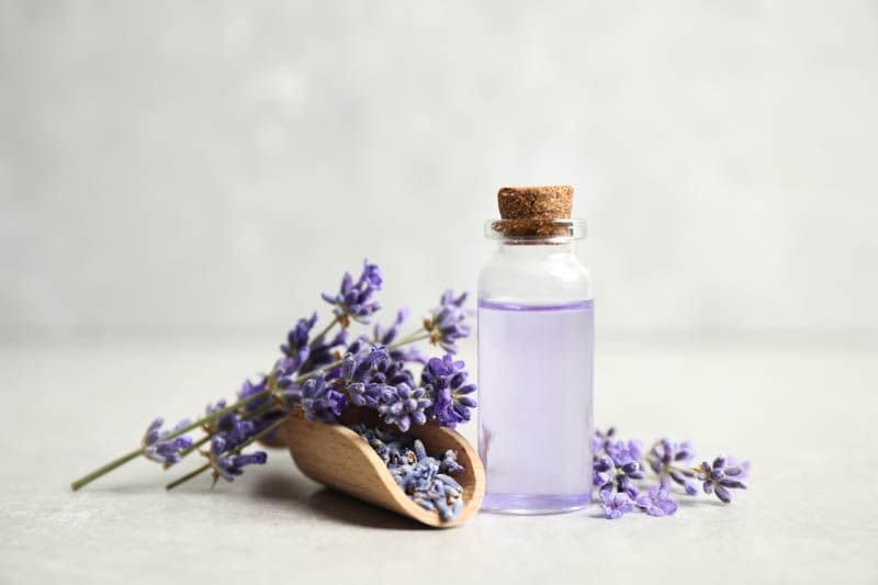 lavanda