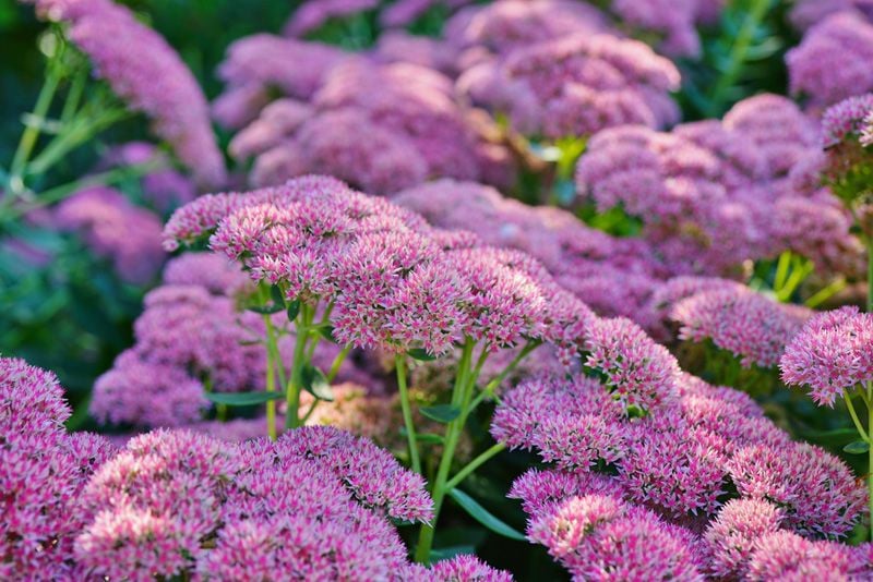 Sedum spectabile otoño patas conejo planta suculenta hola decoracion 09