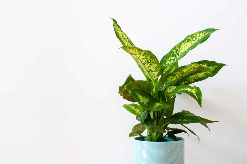 dieffenbachia