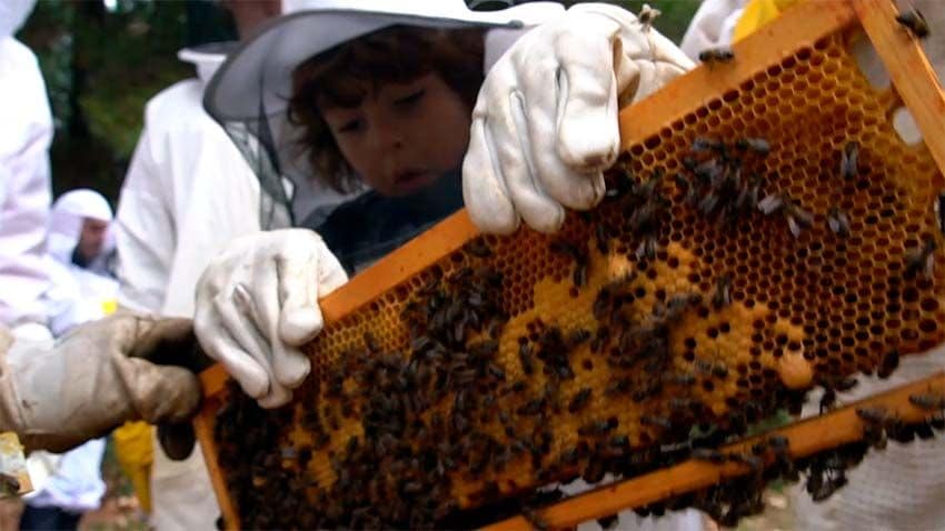 Visita a una colmena de abejas en Villafranca de El Bierzo, Léon