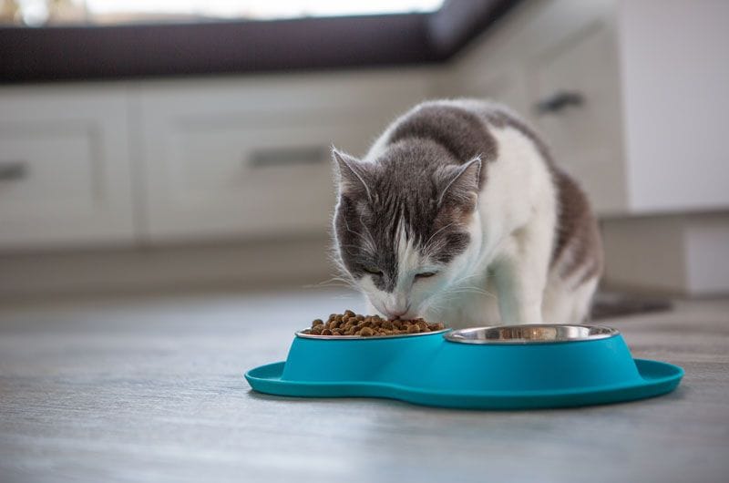 istock comida gato