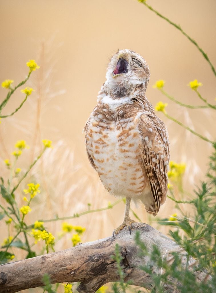 The Pavarotti of the owls.