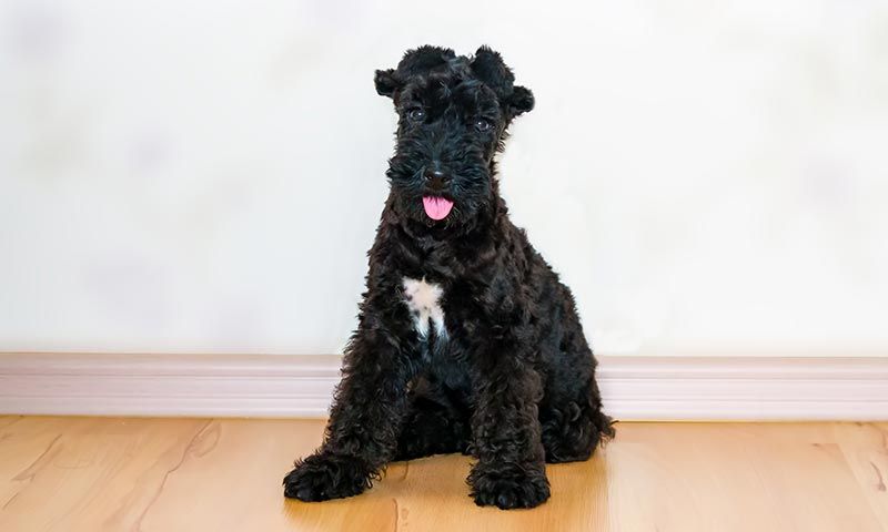 kerry blue terrier