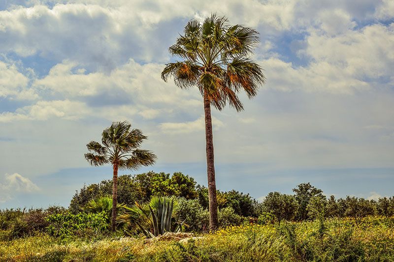 plantas jardin mediterraneo 9