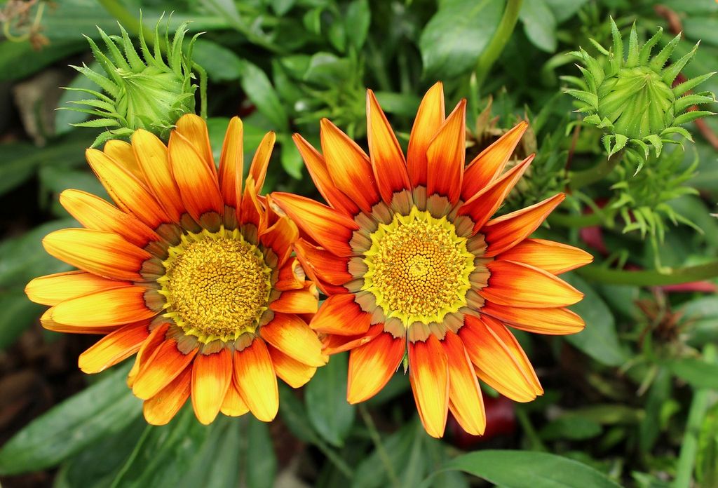 Gazania (Gazania x hybrida)