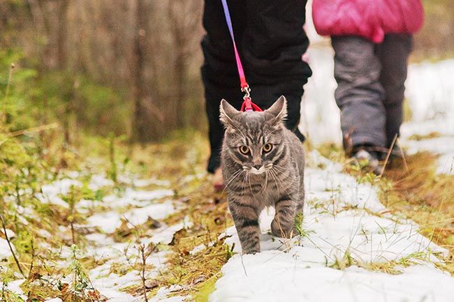 Paseo de gato con correa