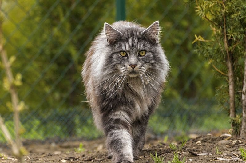 maine coon