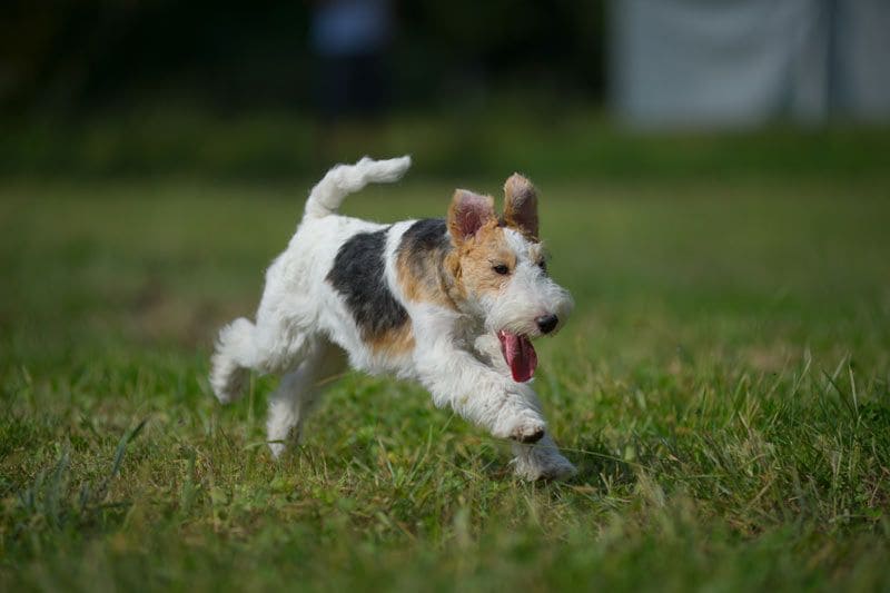 fox terrier 2a