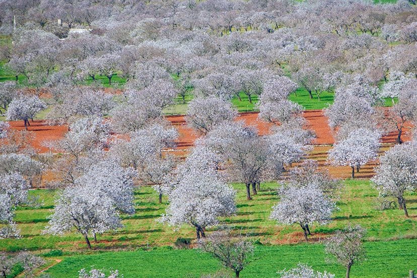 Almendros en flor en Santa Agnes, Ibiza