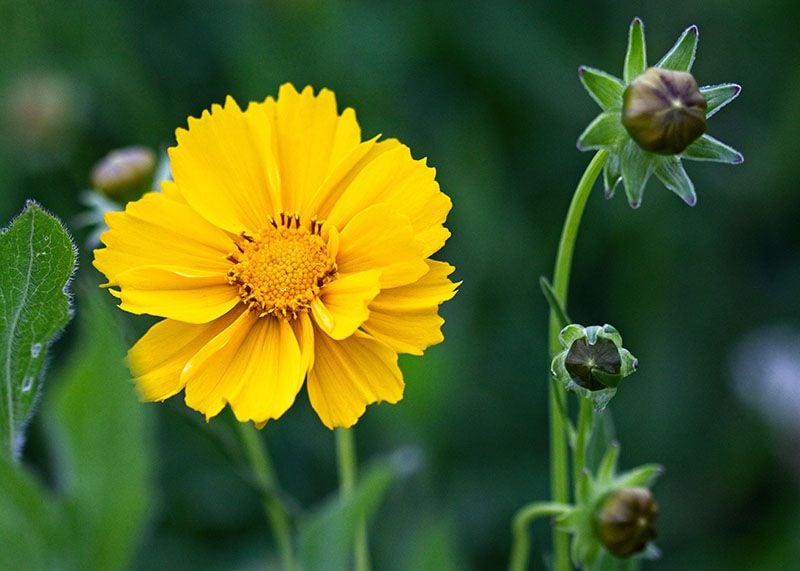 cultivar coreopsis 8