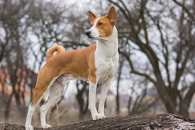 Descubre la raza de perros que no ladran jamás