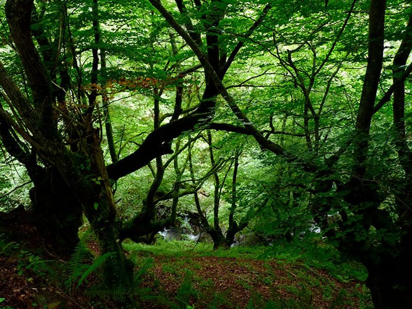 Parque Natural de Ponga, Asturias