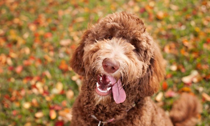 labradoodle contento