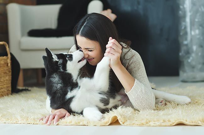 Razones científicas por las que el perro es el mejor amigo del ser humano 