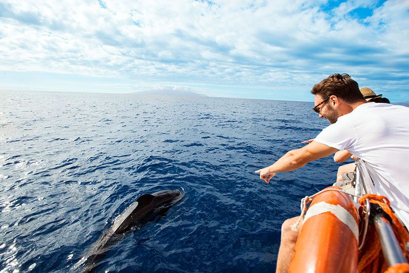 Tenerife-Barco_Cetaceos_a