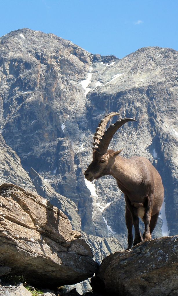 cabra salvaje de los alpes mont viso italia 