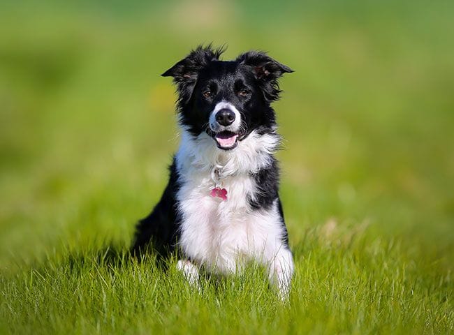 Border collie