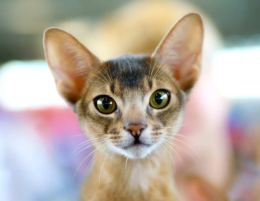 04 razas de gato mas codiciadas