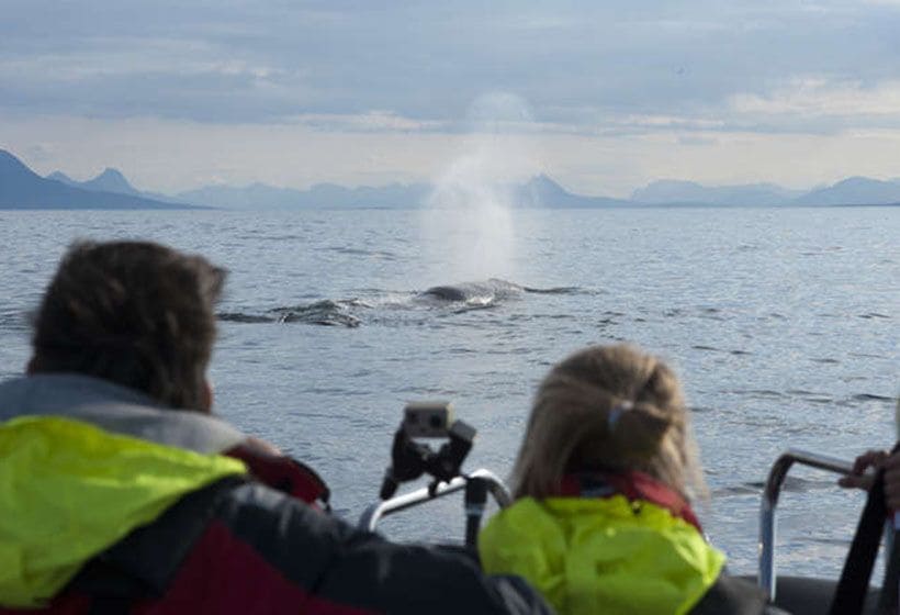 Cetaceos_Noruega-Vesteralen2_a