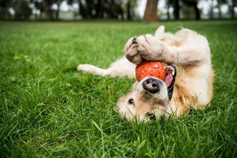 perro jugando