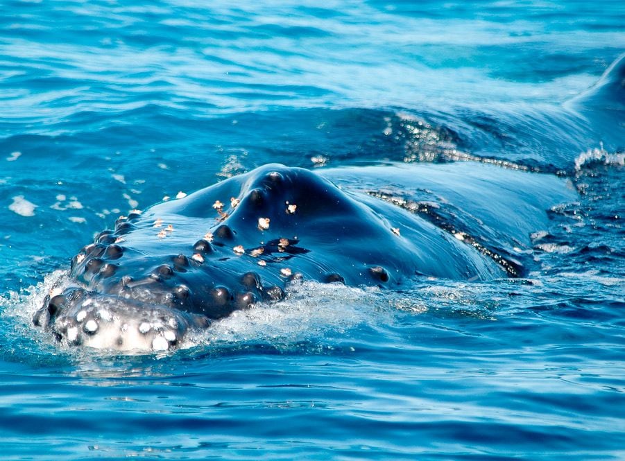 Ballenas jorobadas en Samaná