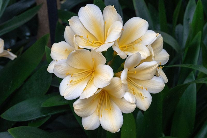 cultivar clivia 7