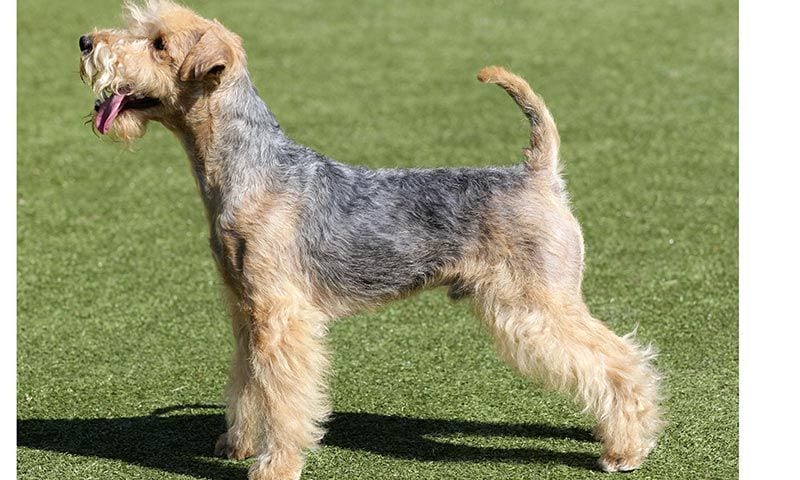 lakeland terrier