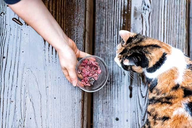 Estas son las opciones gourmet para la alimentación de tu gato